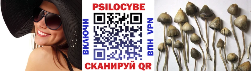 Псилоцибиновые грибы Cubensis Новокузнецк